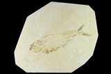 Bargain Fossil Fish (Diplomystus) - Green River Formation #131134-1